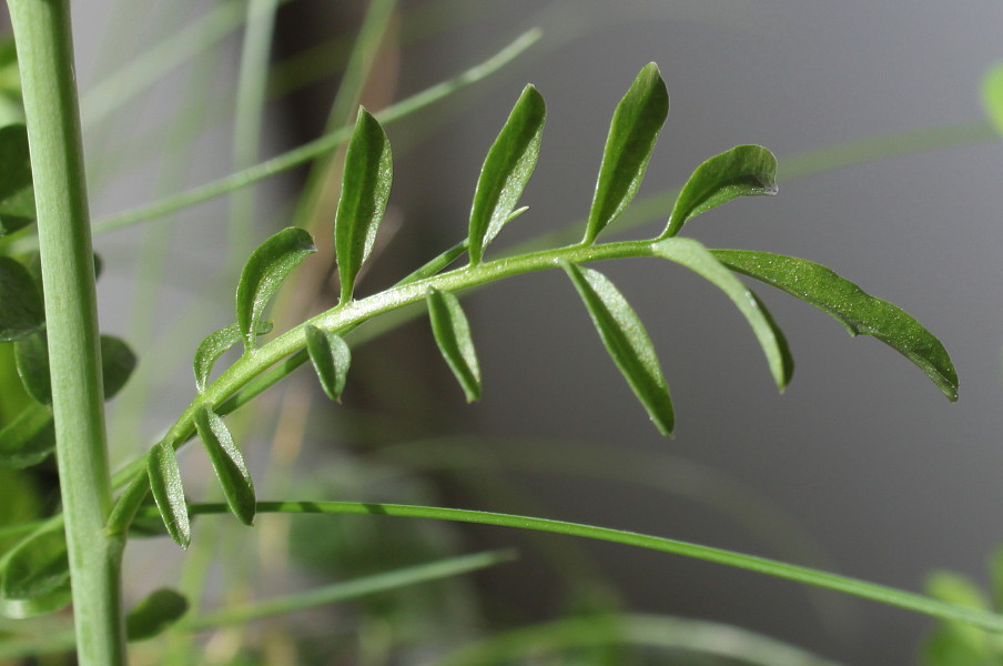 Изображение особи Cardamine pratensis.