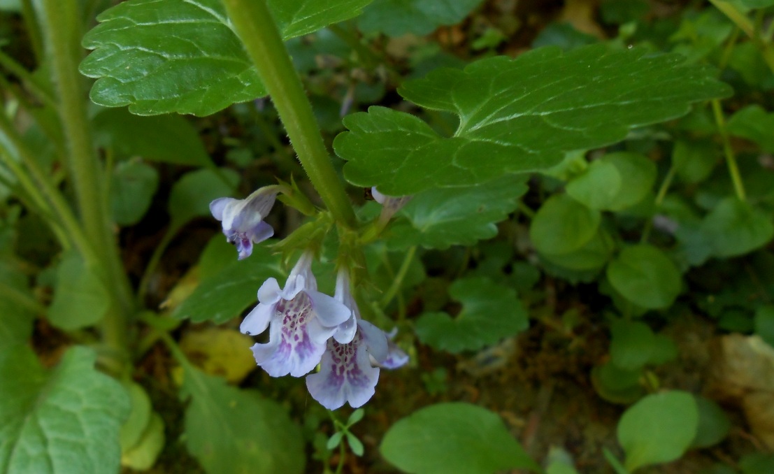 Изображение особи Glechoma hederacea.