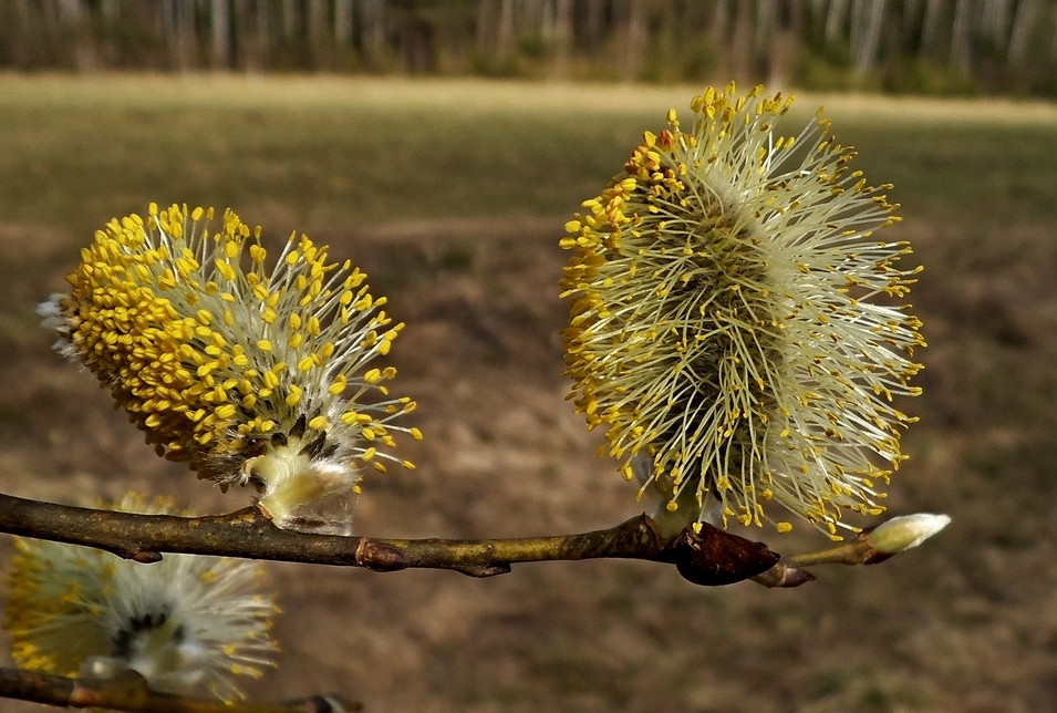Image of Salix caprea specimen.