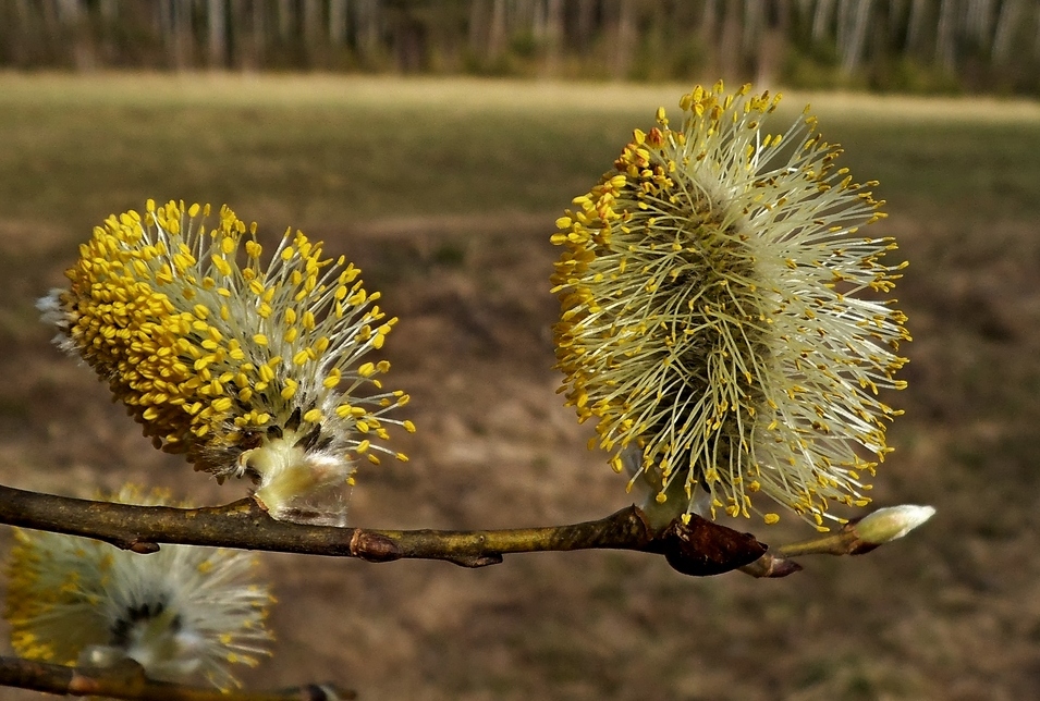 Изображение особи Salix caprea.