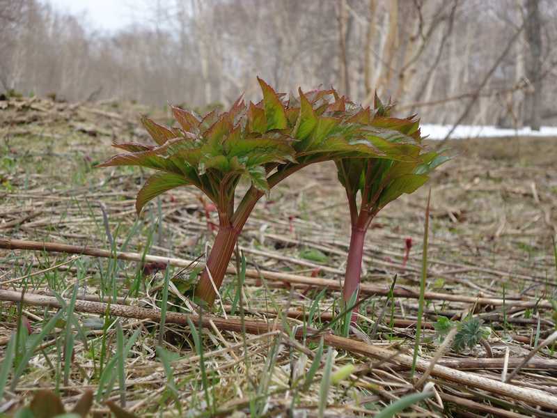 Image of Angelica ursina specimen.