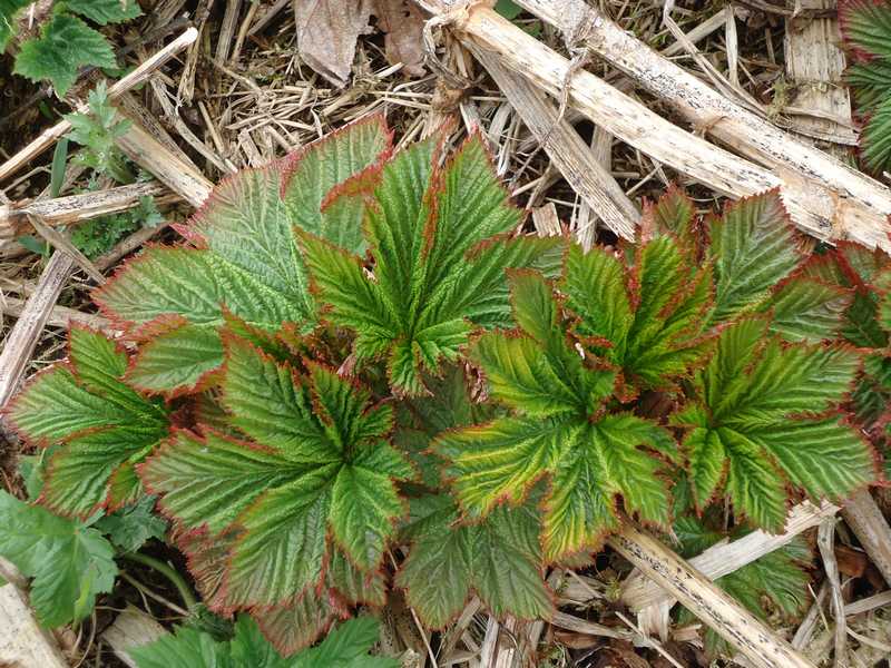 Image of Filipendula camtschatica specimen.