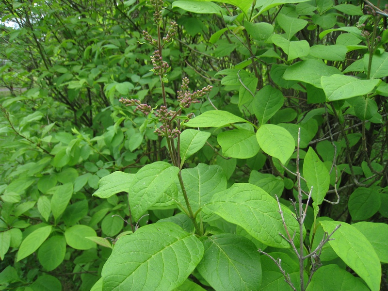 Image of Syringa josikaea specimen.