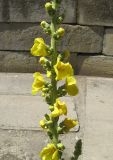 Verbascum phlomoides