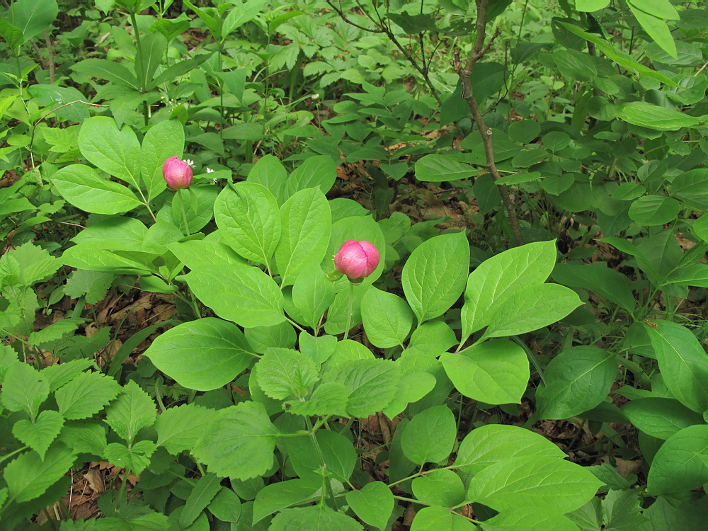 Image of Paeonia obovata specimen.