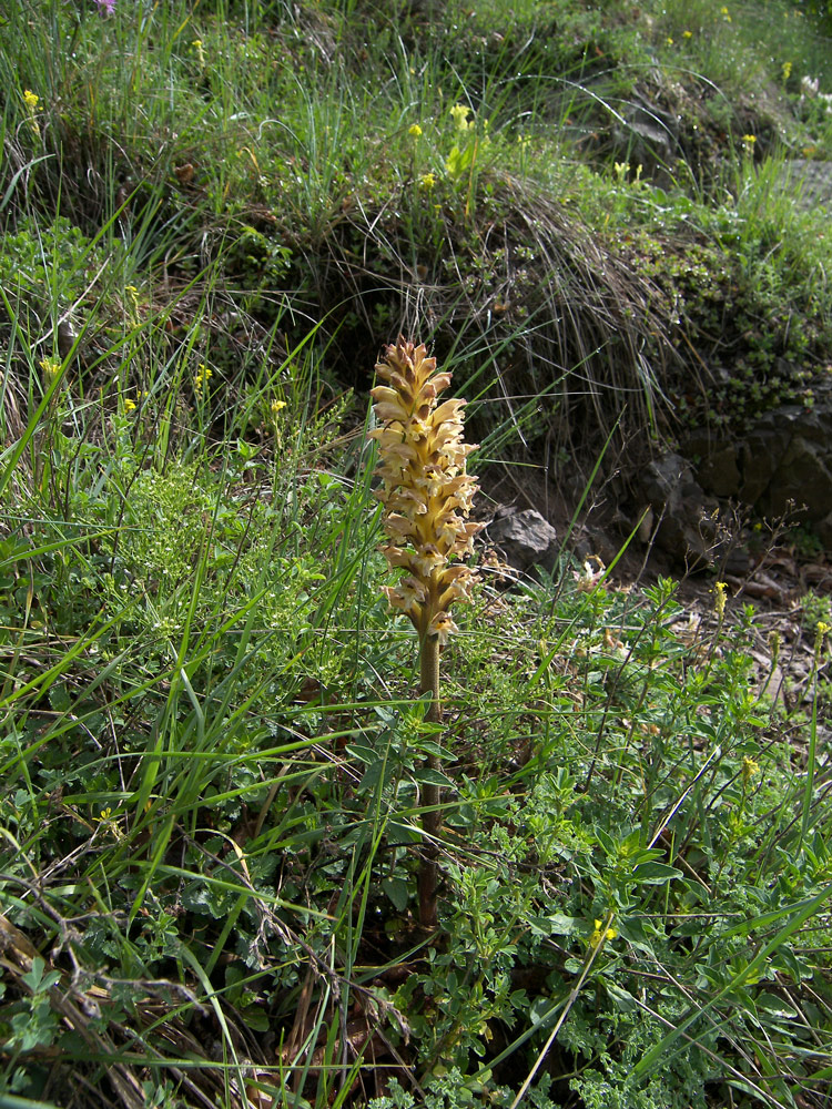 Изображение особи Orobanche lutea.