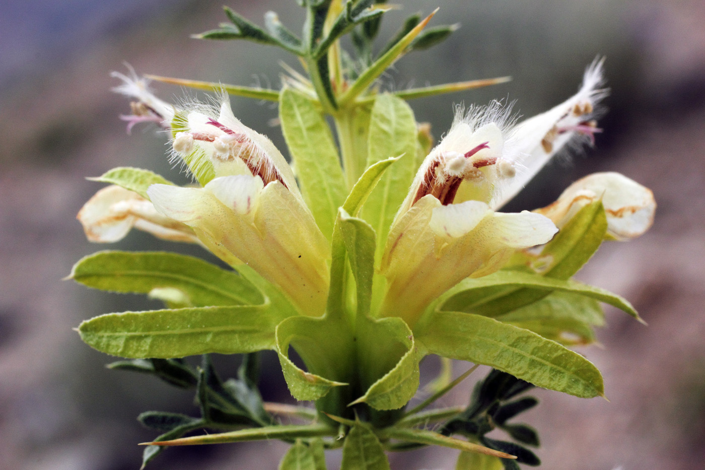 Image of Lagochilus occultiflorus specimen.