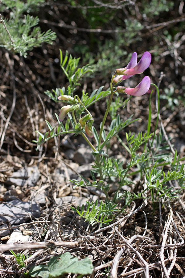 Изображение особи Vicia subvillosa.