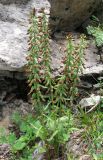 Epipactis krymmontana. Плодоносящее растение. Крым, окр. Ялты, гора Лапата, склон яйлы. 27 июля 2013 г.