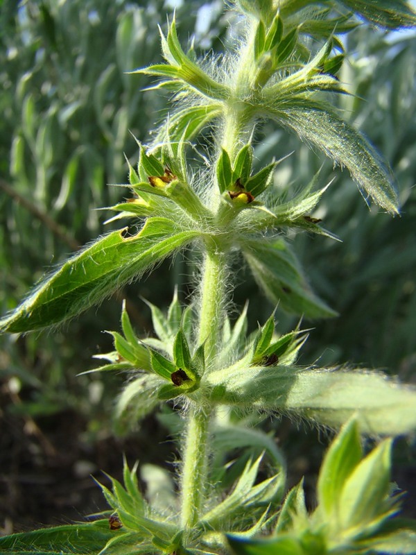 Image of Sideritis montana specimen.