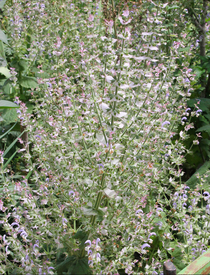 Image of Salvia sclarea specimen.