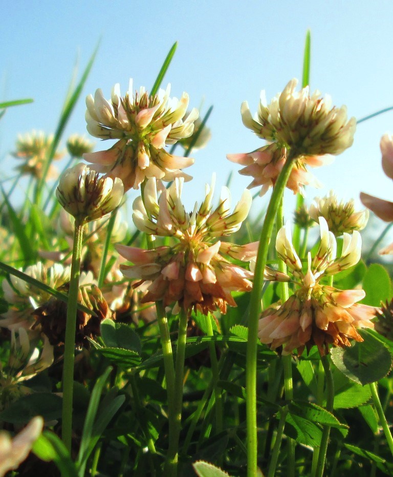 Изображение особи Trifolium repens.