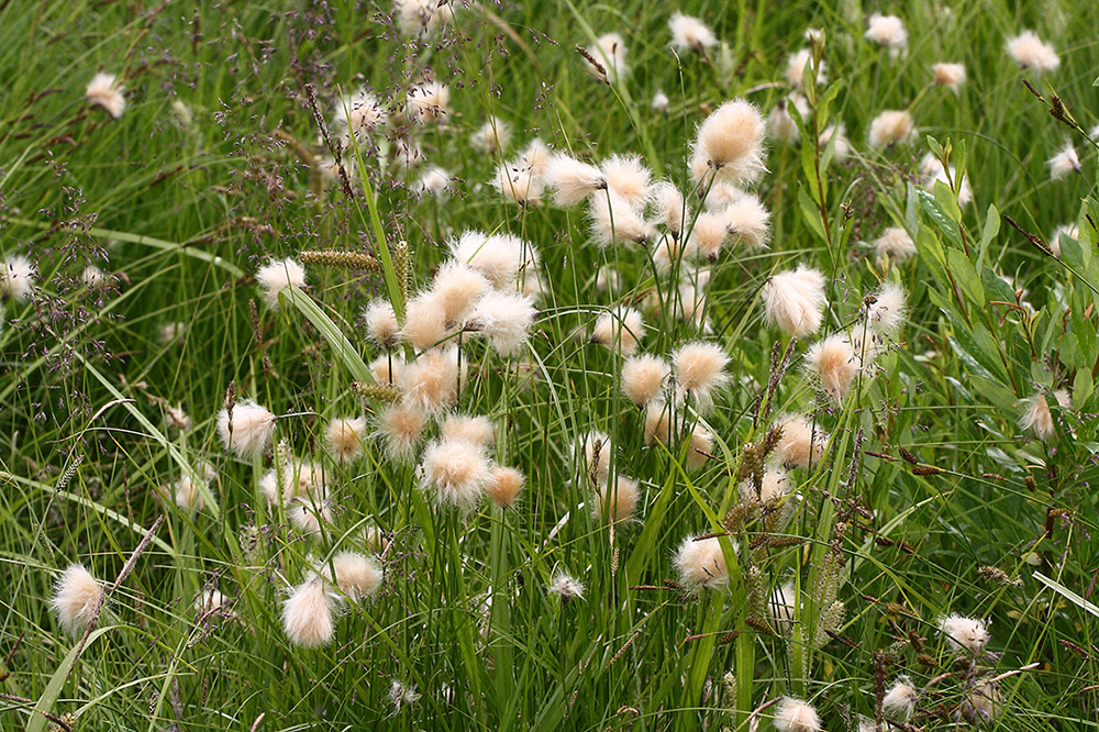 Изображение особи Eriophorum russeolum.