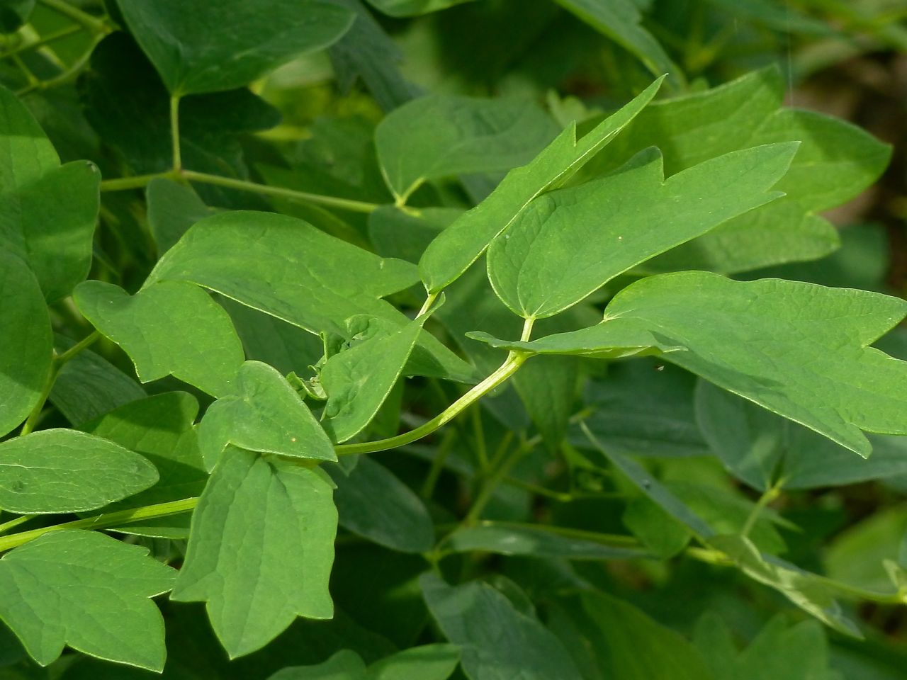 Image of Thalictrum flavum specimen.