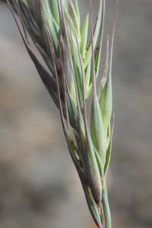 Изображение особи Elymus schrenkianus.
