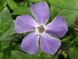 Vinca major