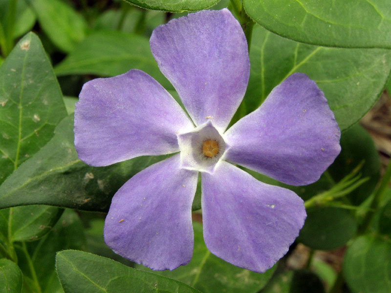 Image of Vinca major specimen.