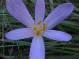 Colchicum autumnale. Цветок. Украина, Ивано-Франковская обл., Косовский р-н, с. Шешоры, НПП \"Гуцульщина\", окраина сада возле лесничества. 6 сентября 2013 г.