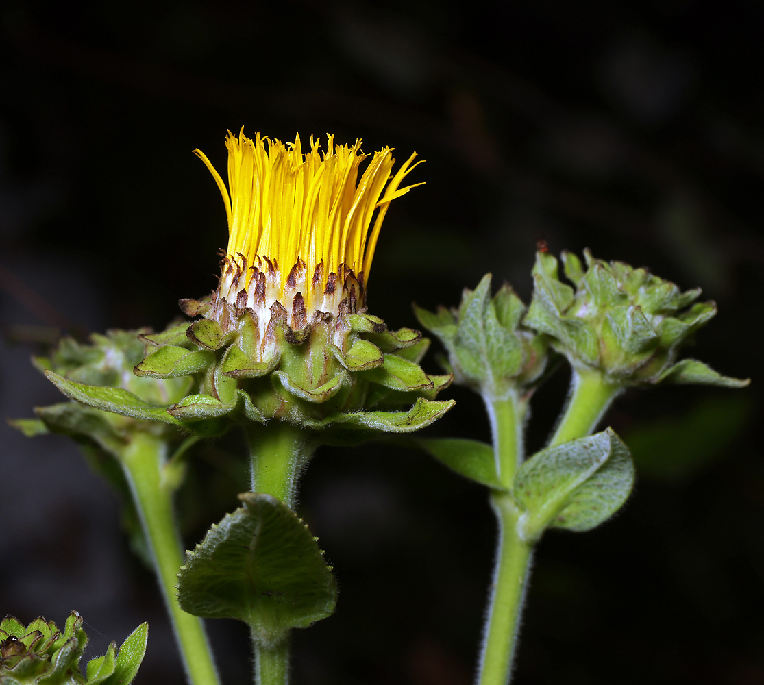 Изображение особи Inula helenium.