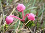 Andromeda polifolia