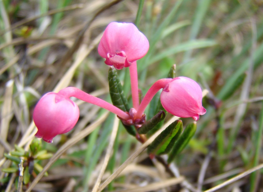 Изображение особи Andromeda polifolia.