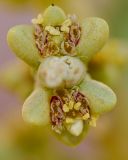 Anabasis setifera
