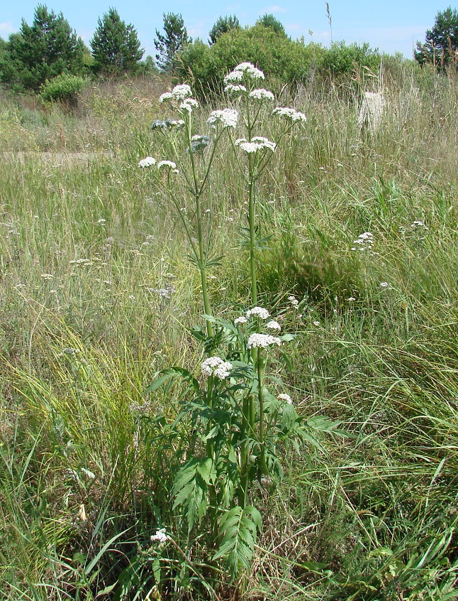 Изображение особи род Valeriana.