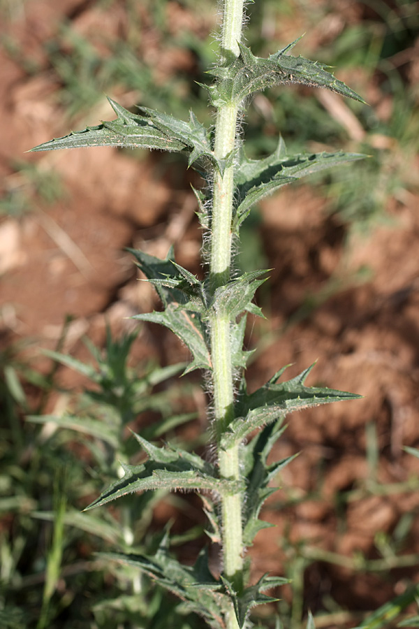 Image of Carthamus × turkestanicus specimen.