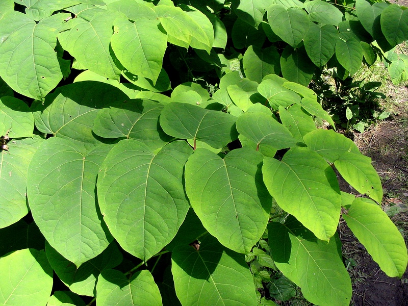 Image of Reynoutria japonica specimen.