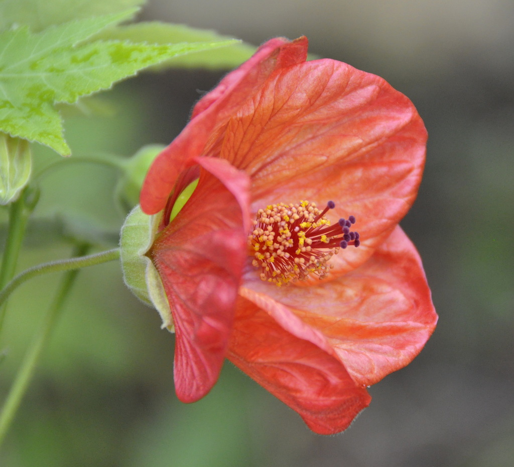 Изображение особи Abutilon &times; hybridum.