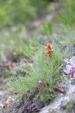 Orobanche centaurina. Цветущее растение в окружении листьев Lamyra echinocephala. Крым, Бахчисарайский р-н, пос. Куйбышево, склон горы Утюг. 27.06.2013.