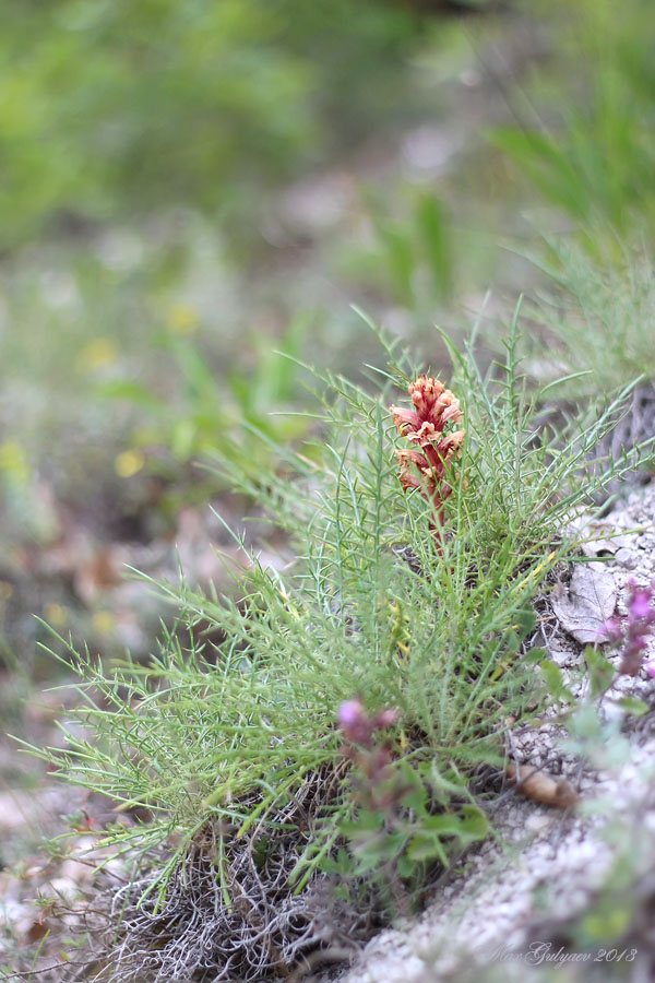 Изображение особи Orobanche centaurina.