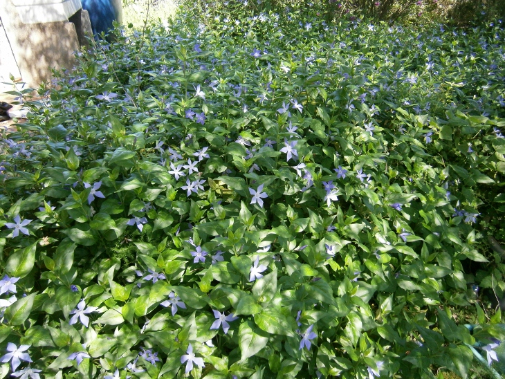 Image of Vinca difformis ssp. sardoa specimen.