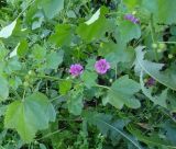 Malva mauritiana