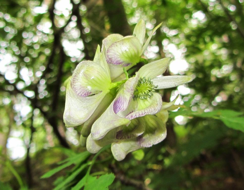 Изображение особи Aconitum sczukinii.