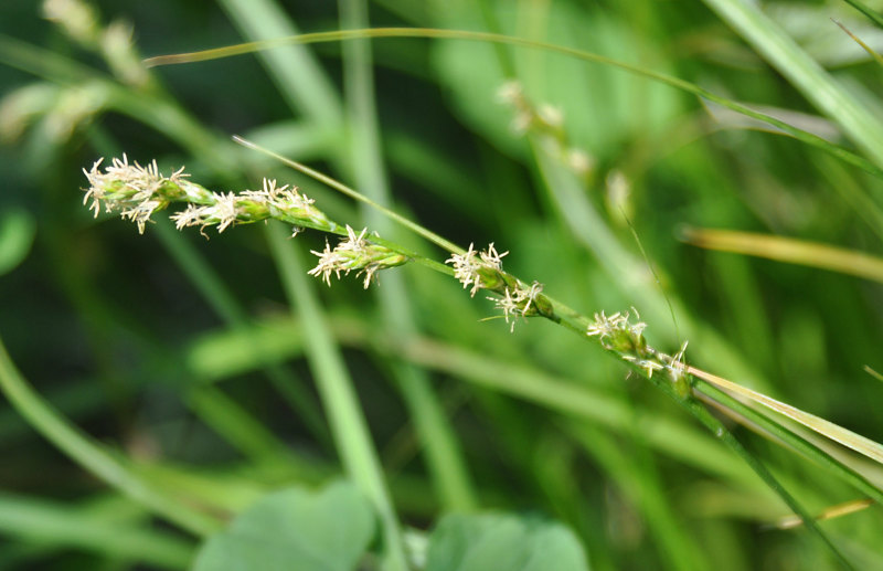 Image of genus Carex specimen.
