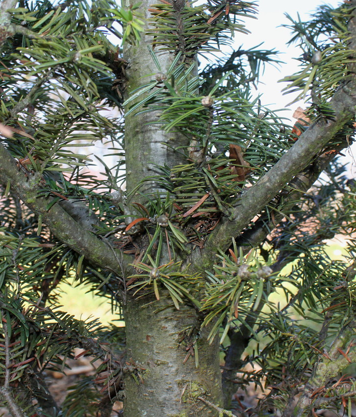 Image of Abies balsamea specimen.