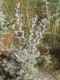Artemisia maritima. Растения на засолённом приморском лугу. Нидерланды, Северное море, остров Схирмонниког. Июль 2006 г.