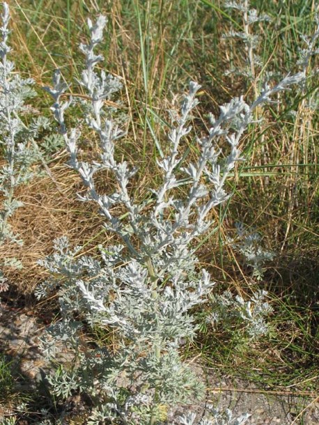 Изображение особи Artemisia maritima.