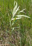 Euphorbia virgata. Молодой побег. Украина, г. Запорожье, балка Партизанская, возле железной дороги. 18.04.2014.