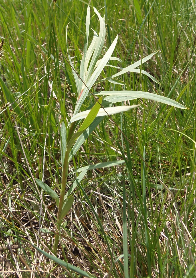 Image of Euphorbia virgata specimen.