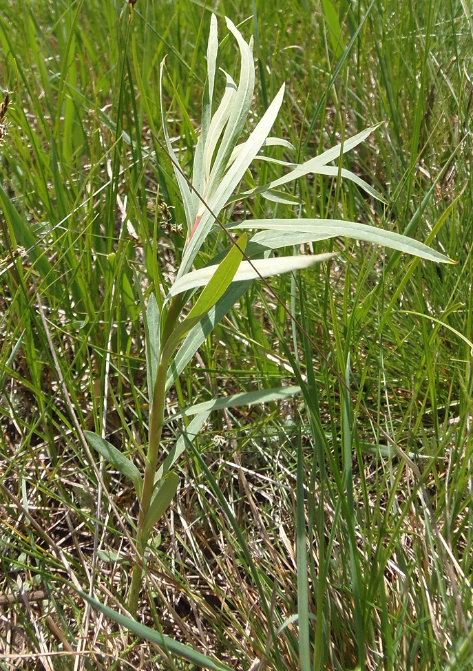 Изображение особи Euphorbia virgata.