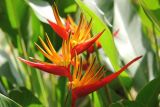 Heliconia angusta. Соцветие. Таиланд, провинция Краби, национальный парк Као Сок. 16.12.2013.