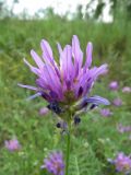 Astragalus onobrychis