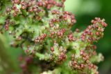 Gunnera tinctoria