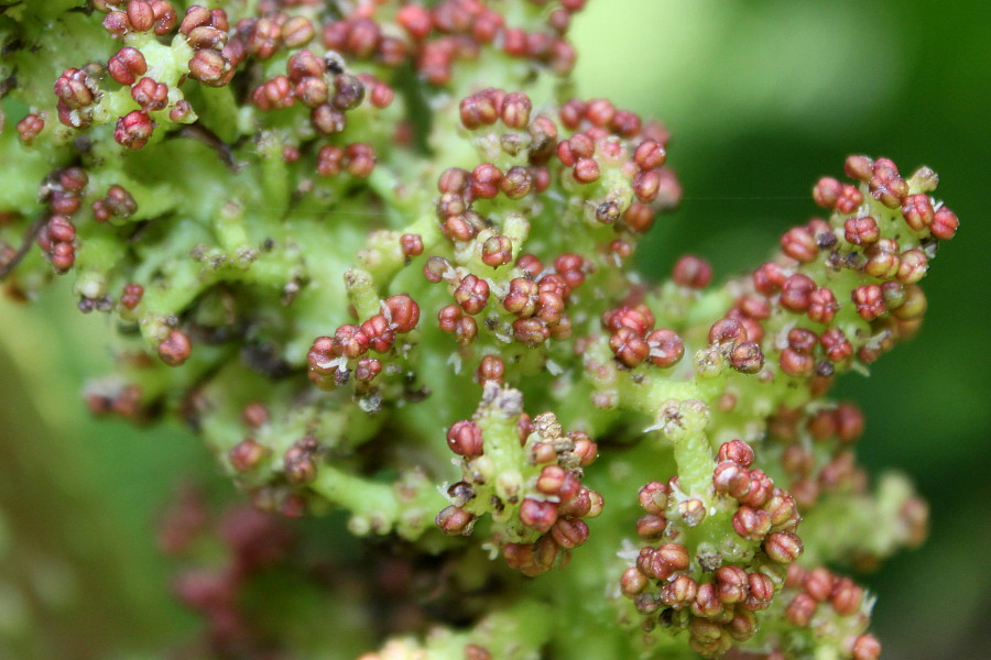 Image of Gunnera tinctoria specimen.