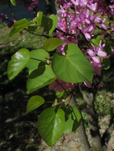 Image of Cercis siliquastrum specimen.