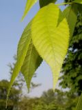 Carya ovata