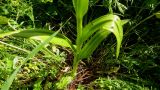 Dactylorhiza incarnata. Нижняя часть растения. Чувашия, окр. г. Шумерля, старая узкоколейка. 20.06.2014.