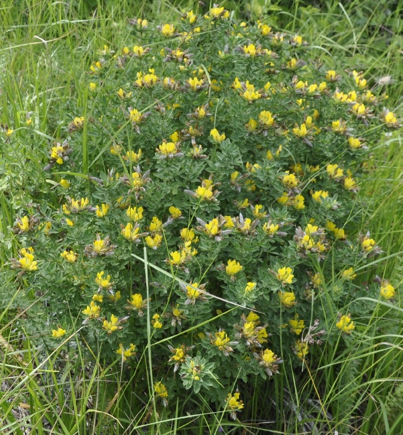 Image of genus Chamaecytisus specimen.